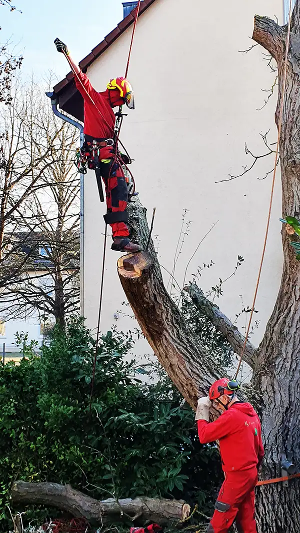 Baumfällung durch KS Baumpflege Mainz