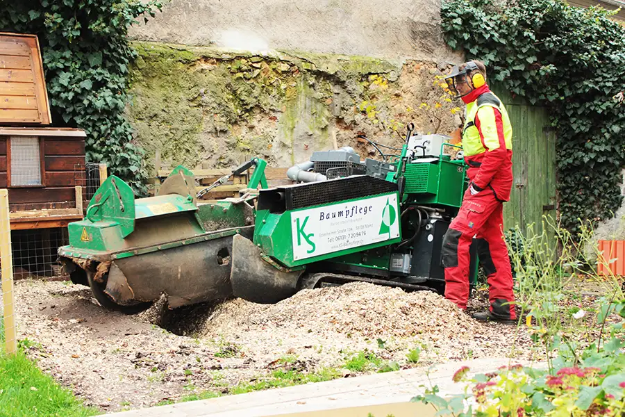 Wurzelfräsung durch KS Baumpflege in Mainz Wurzelfräsung durch KS Baumpflege in Mainz