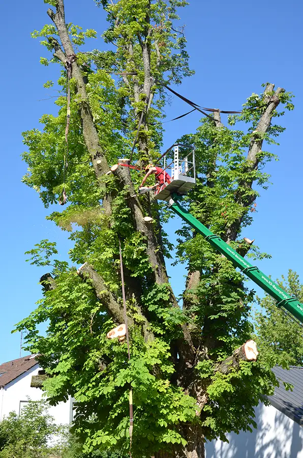 Baumfällung mit Hubsteiger